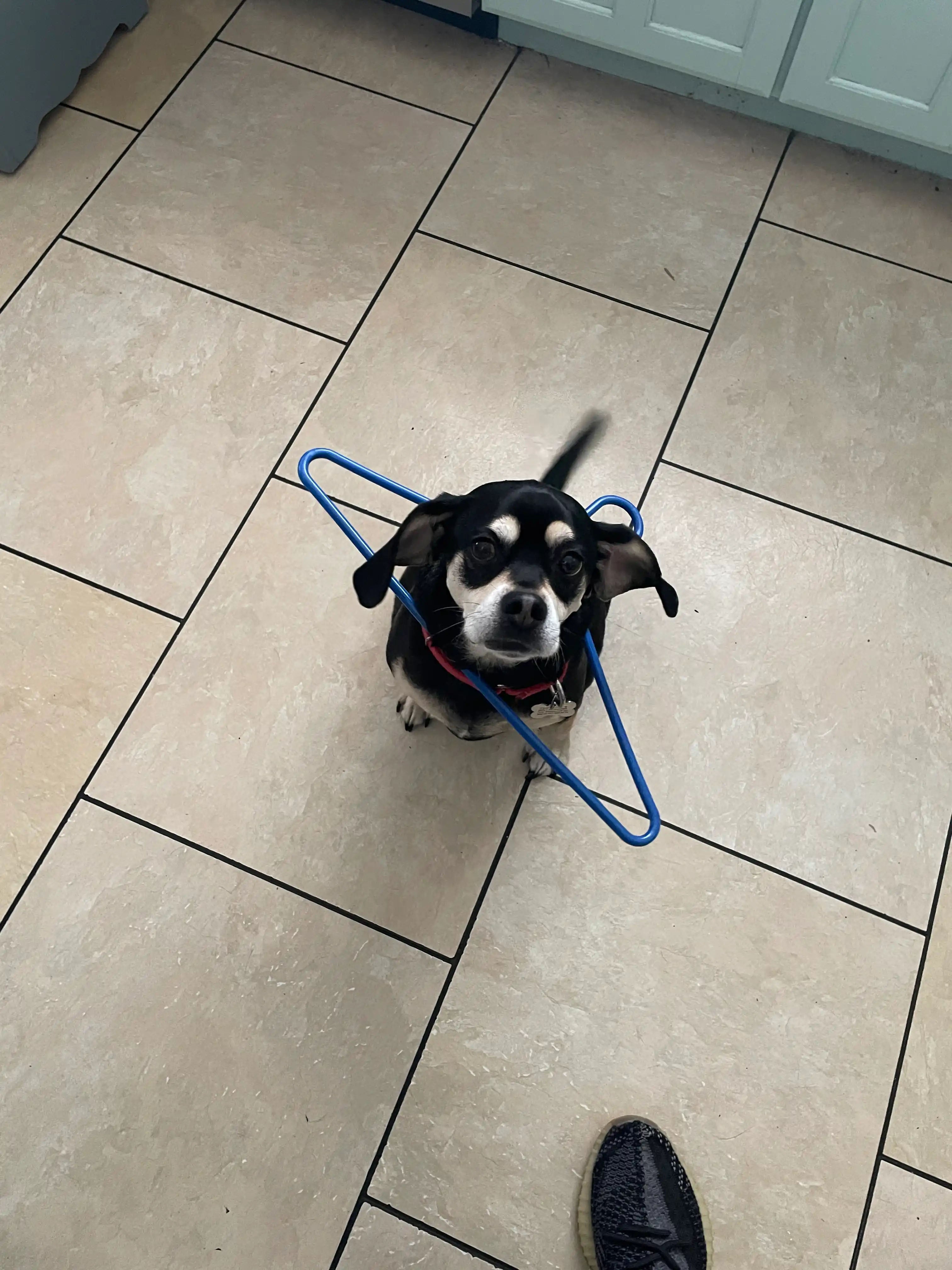 Chase’s dog Pickles looking up with a blue hanger, shown beside the matching portrait